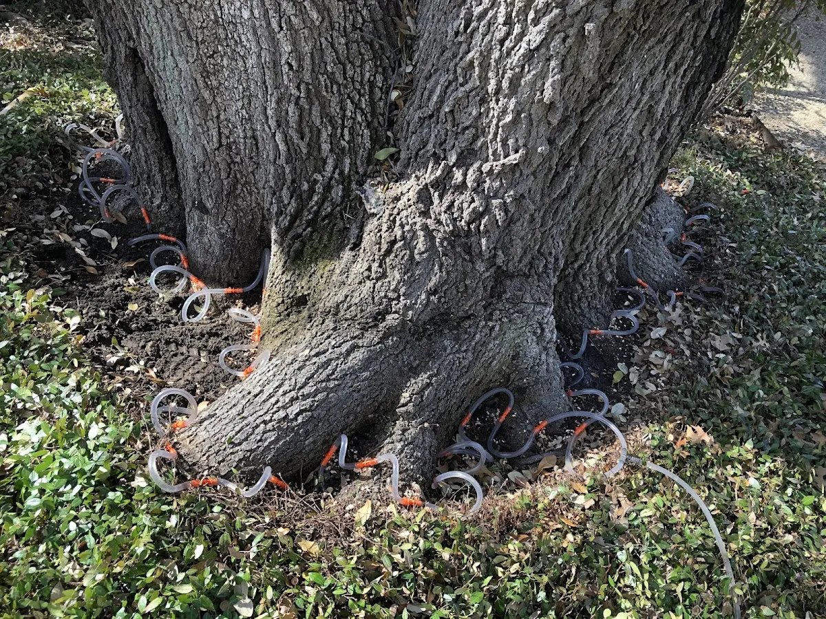 Detailed Tree Cabling and Bracing job site in Taopi