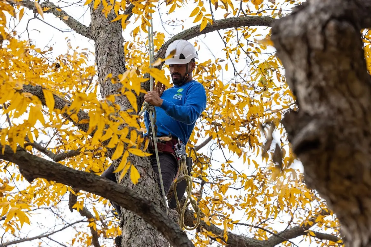 Skilled Storm Damage Cleanup crew working in Taopi
